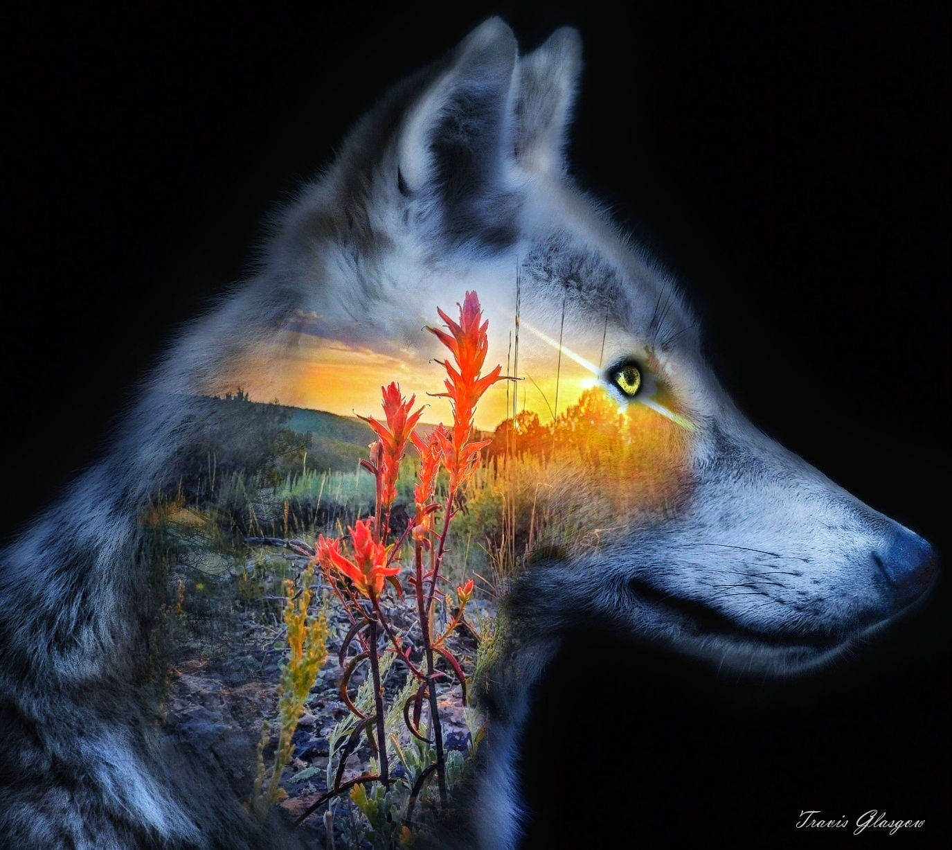 Sunset Wolf (Indian Paintbrush)