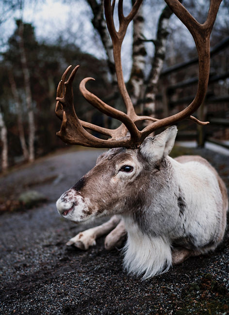 The Caribou is Life_edited.jpg