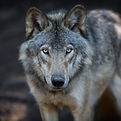 Close up portrait of a grey wolf (Canis Lupus) also known as Timber wolf in the Canadian f
