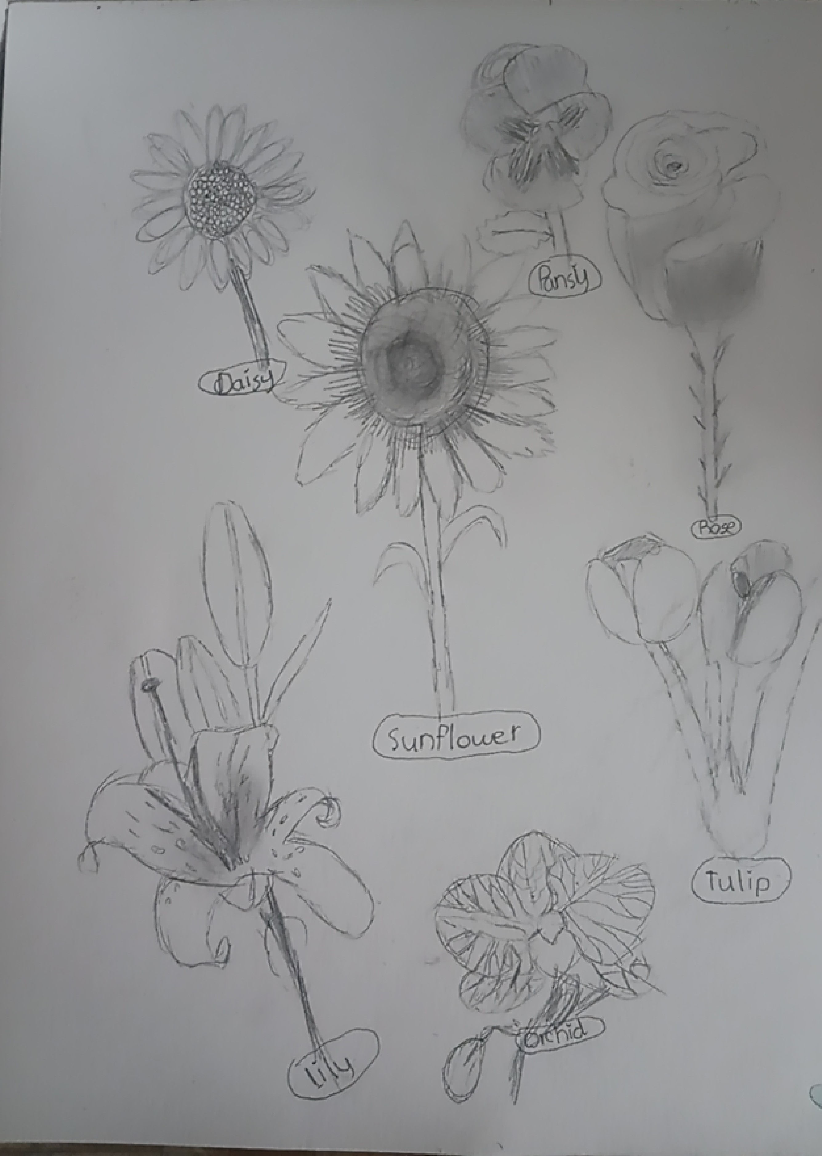 Hand Drawn Print Signed 9"x12" by Artist AMARIAH_FLOWERSsubject_Sunflower