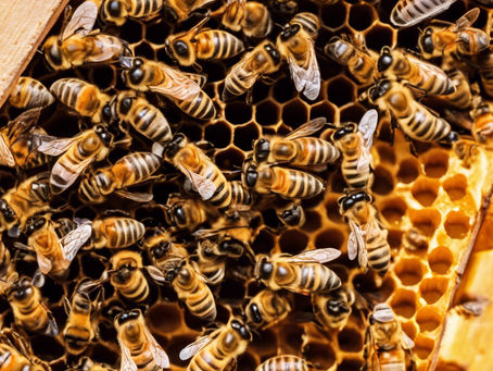 The Fascinating World of Bee Dancing: How Bees Communicate