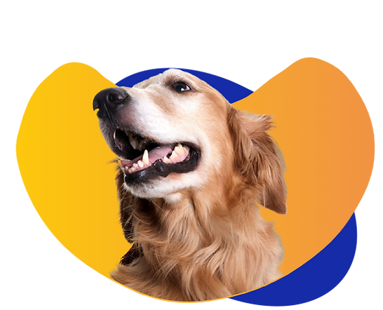 Free in-home dog training evaluation