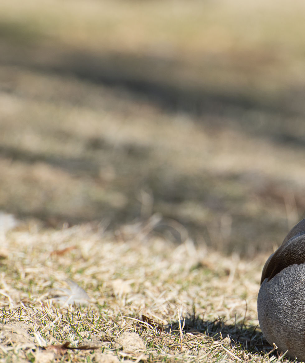 mallard curious.jpg