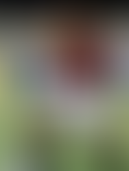 O Rivellino das Arábias