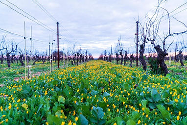 sol-vignes-parcelles-domaine-amiel-freres-1024x683.jpg