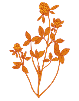 Redclover