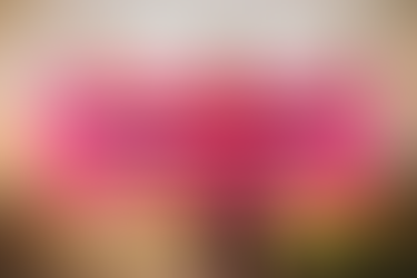 Gym Newbie to Gym Natural: 6 Weeks to Strength and Confidence Program