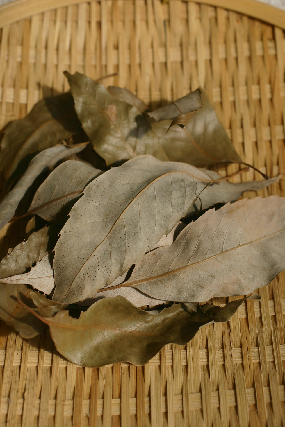 サムネイル： 裏白樫（ウラジロガシ）茶　20g