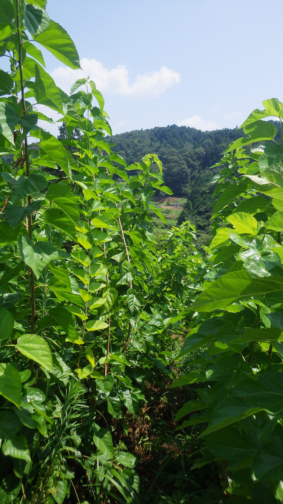 サムネイル： 桑茶　200g