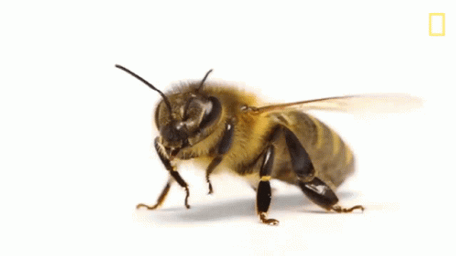 Bee Removal