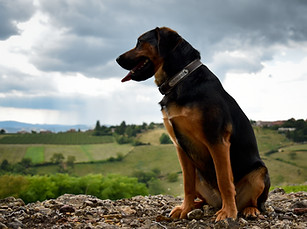 Photos d'Animaux à Montélimar - Drome Ardeche