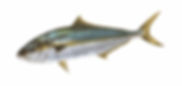 Yellowtail (Kingfish)