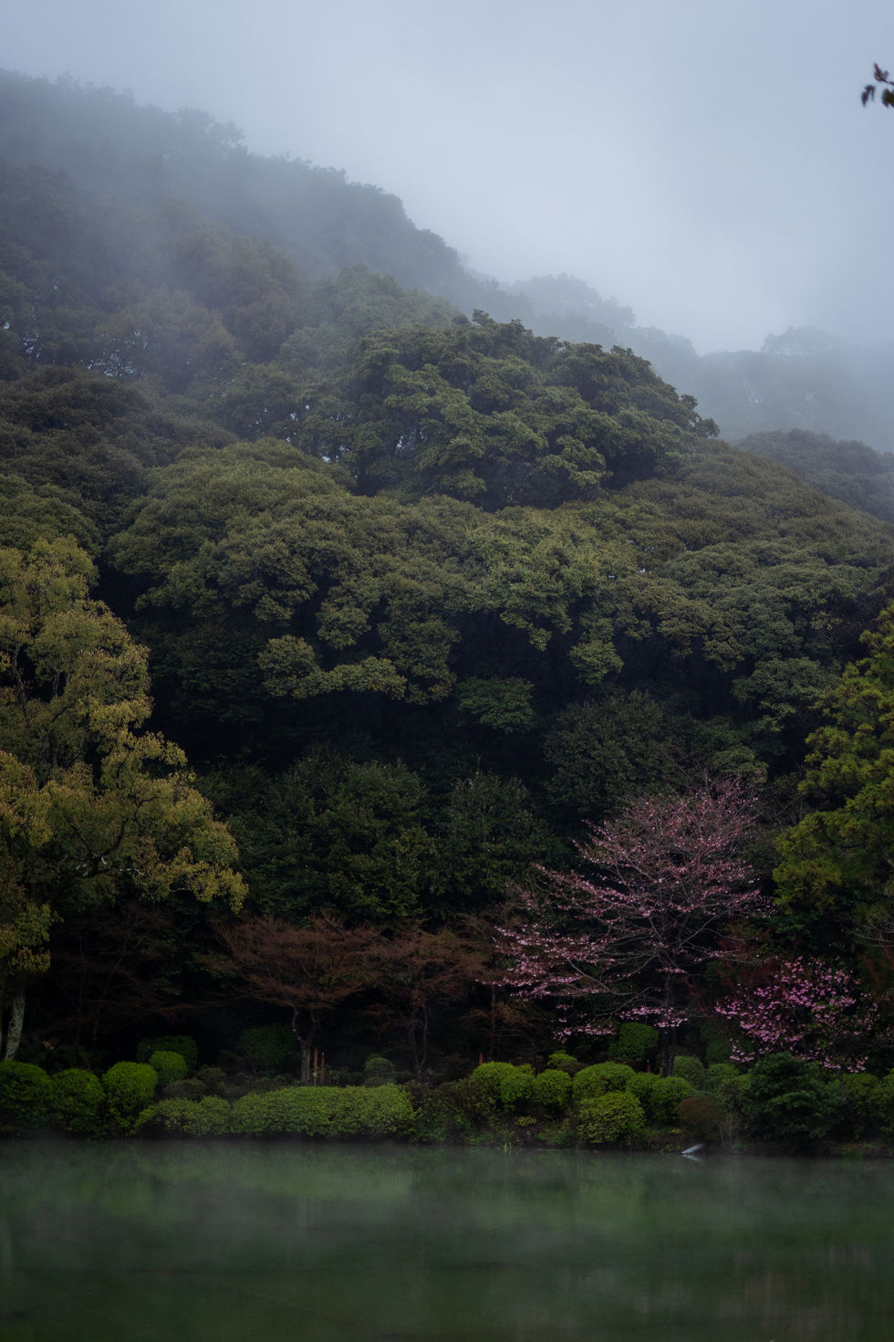 Lone Cherry Blossom