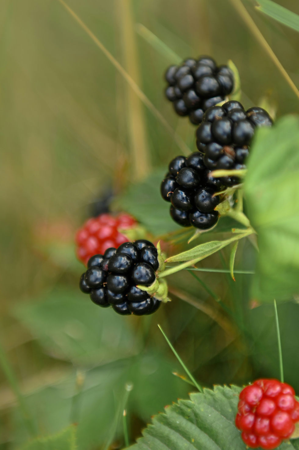 Edible Plants