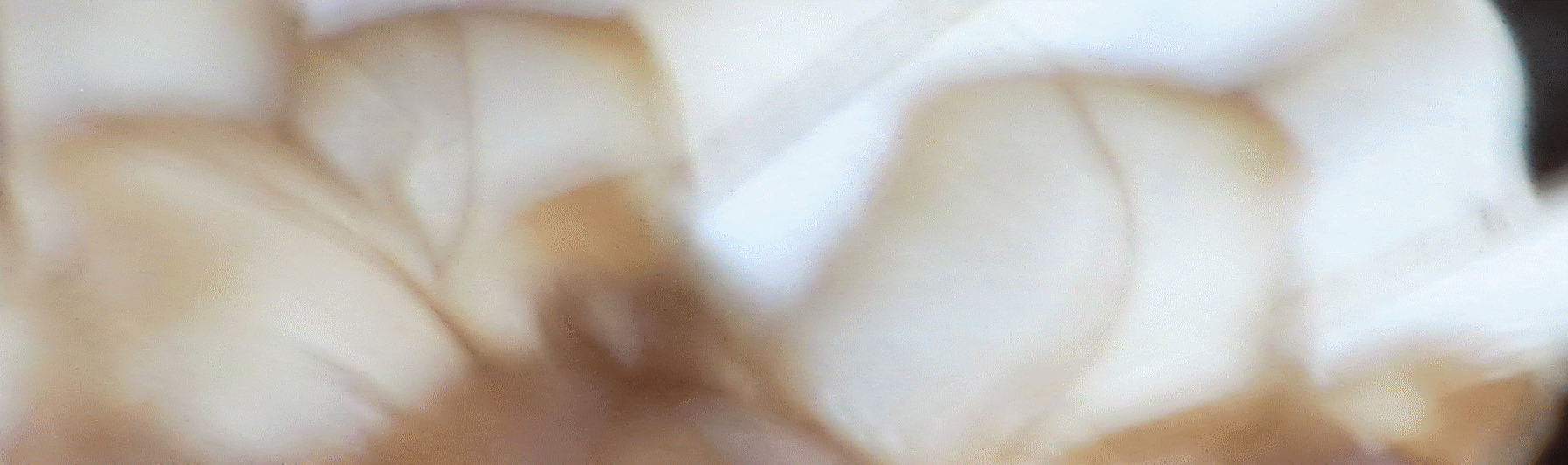xaintrie plume transparence 2.gif
