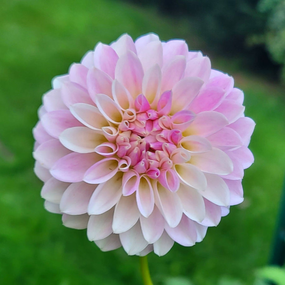 Bloomquist Endlesession