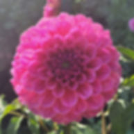 GC Pink Lemonade