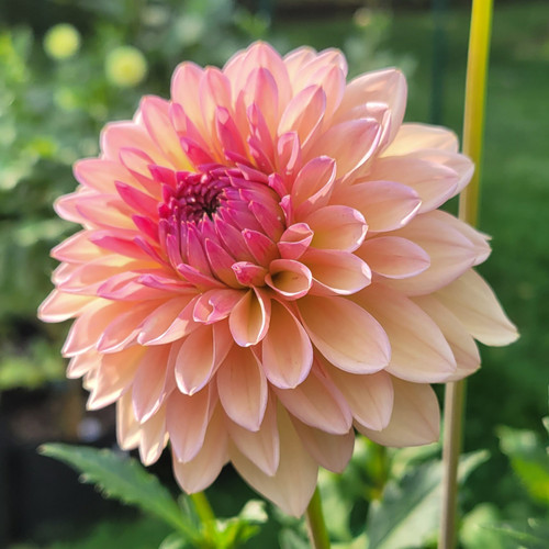 Echo Jose | Daybreak Dahlias