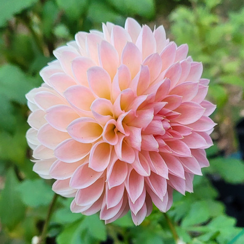 Barbarry Dominion | Daybreak Dahlias