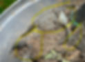 product in pot.jpg