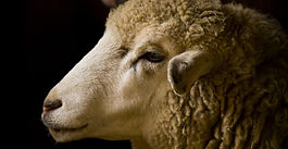 018.Matakabhatta jātakaマタカバッタ