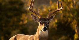 011.Lakkhaṇamiga jātakaラッカナミガ