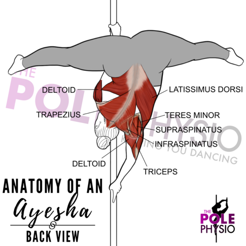 Anatomy of a Handspring and Deadlift
