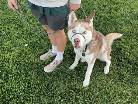 Leash Skills all September Long!