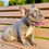 Thumbnail: LULU - 4 Months Old