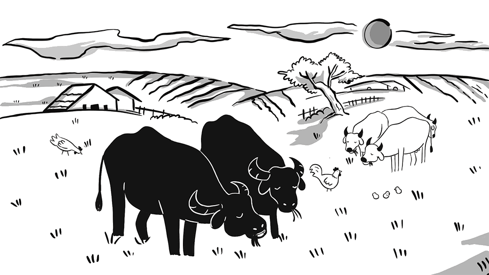 buffalo-pasture.gif