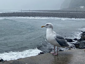 THE GULL