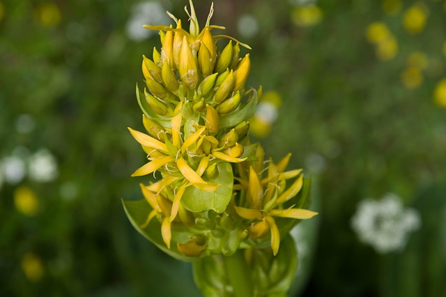 Fleur de gentiane jaune en montagne