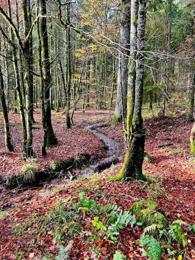 Lac de Lispach automne reflet