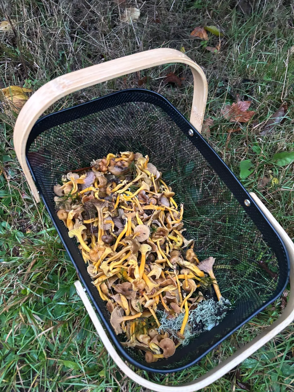Saut des Cuves cascade Vosges