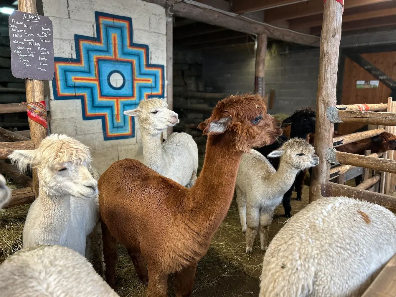 Montagne des Lamas Gérardmer enfants