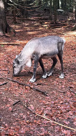 ferme aux rennes Stosswihr enfants