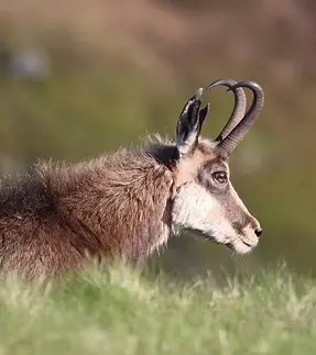 Wild chamois near Gérardmer and Xonrupt