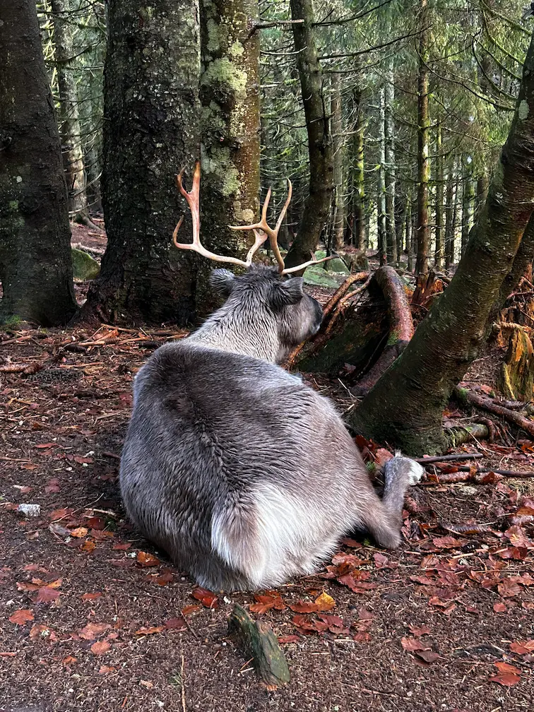 ferme aux rennes Stosswihr enfants