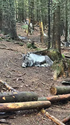 ferme aux rennes Stosswihr enfants