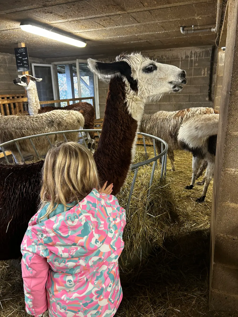 Montagne des Lamas Gérardmer enfants