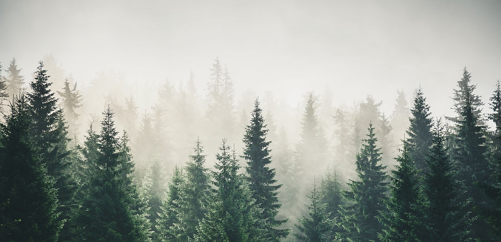 Misty mountain landscape with mysterious fir forest Cross process filter, vintage hipster