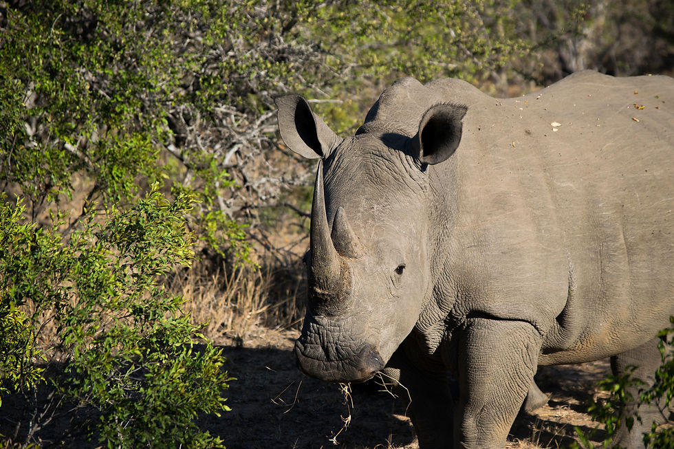 Rhino I