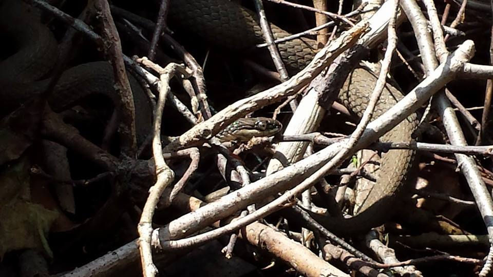 Queen Snake