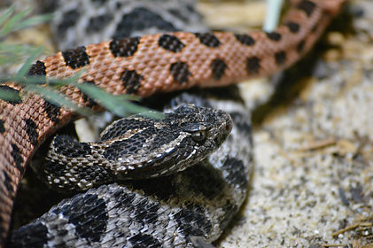 venomous.jpg