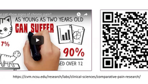 How do you know if your cat is in pain?