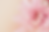 Copia de ELEGANZ.pdf.png