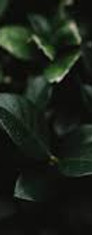 FOliage.jpg
