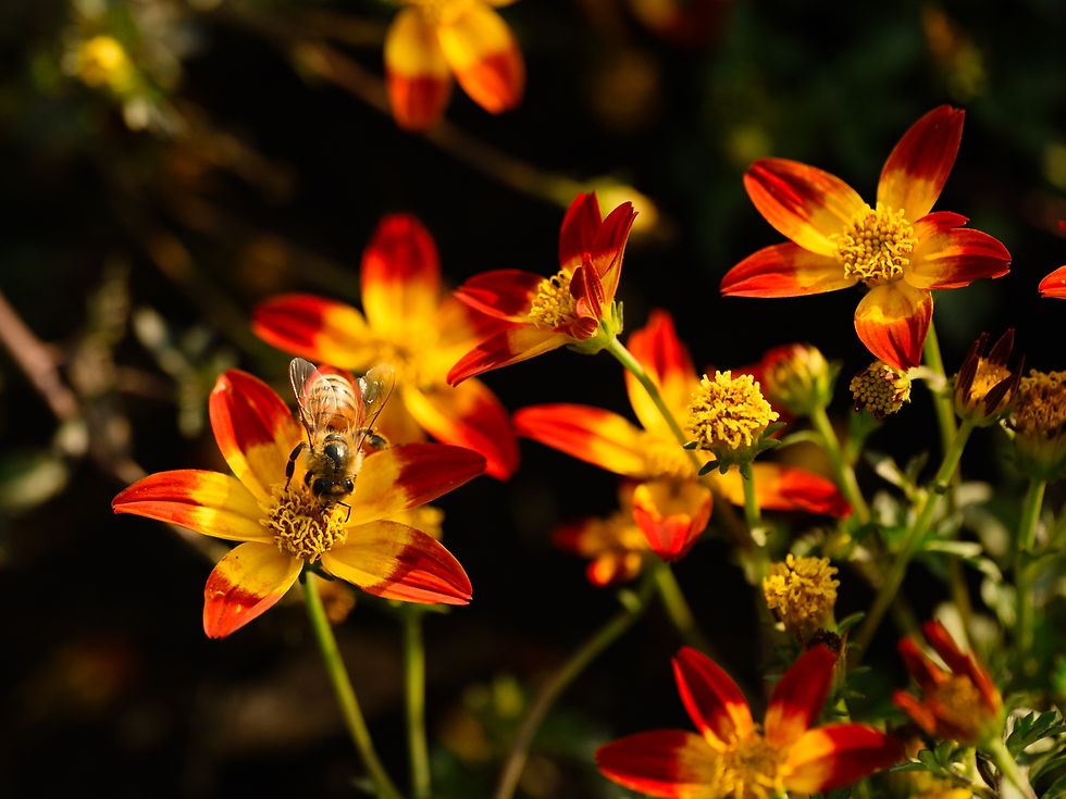 Bee on a yellow-red flower among blooming orange-red daisies, with a dark blurred garden background.