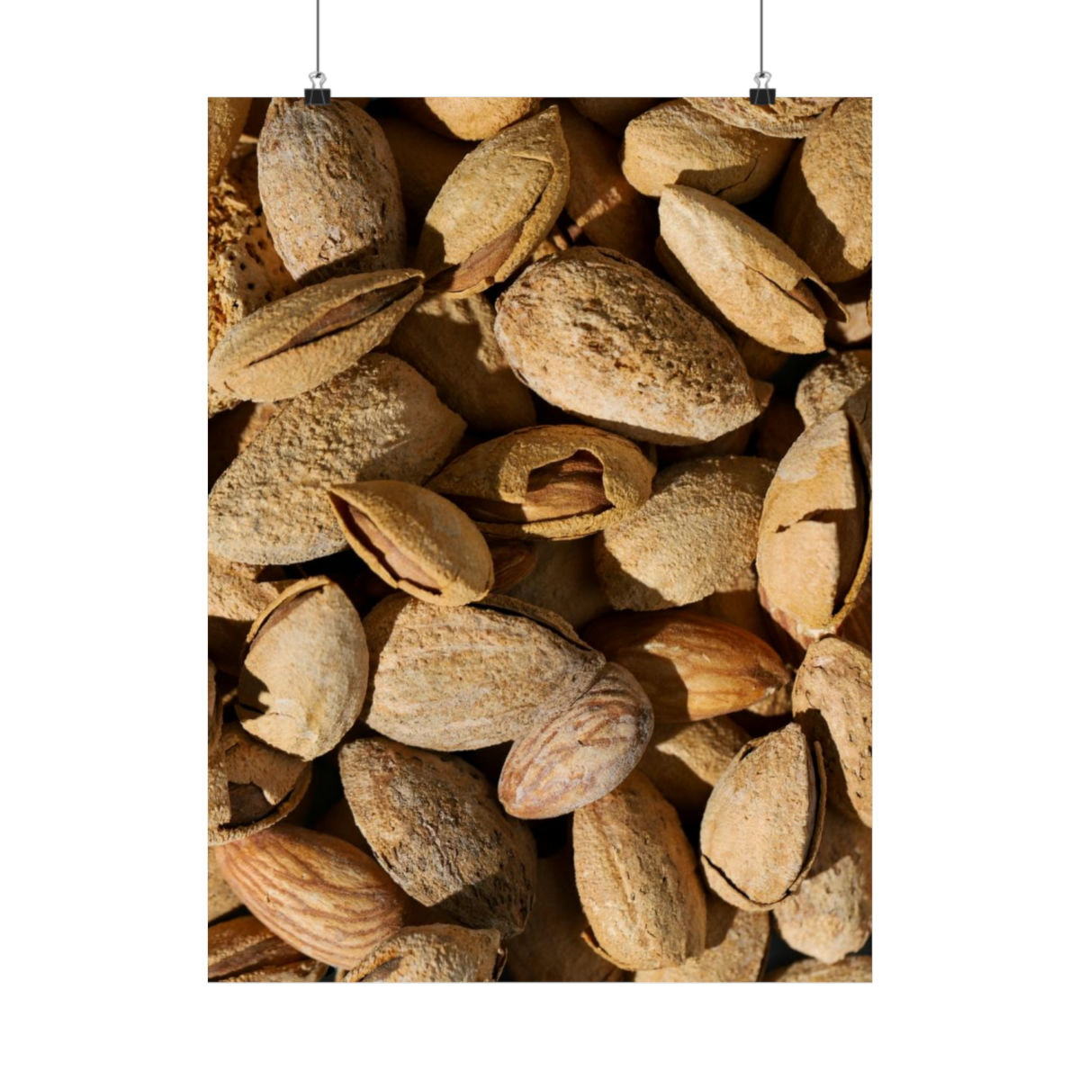 Nuts + Seeds Series : Almonds in Shell | Matte Vertical Posters