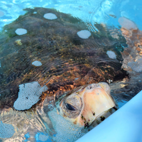 Turtle Tales